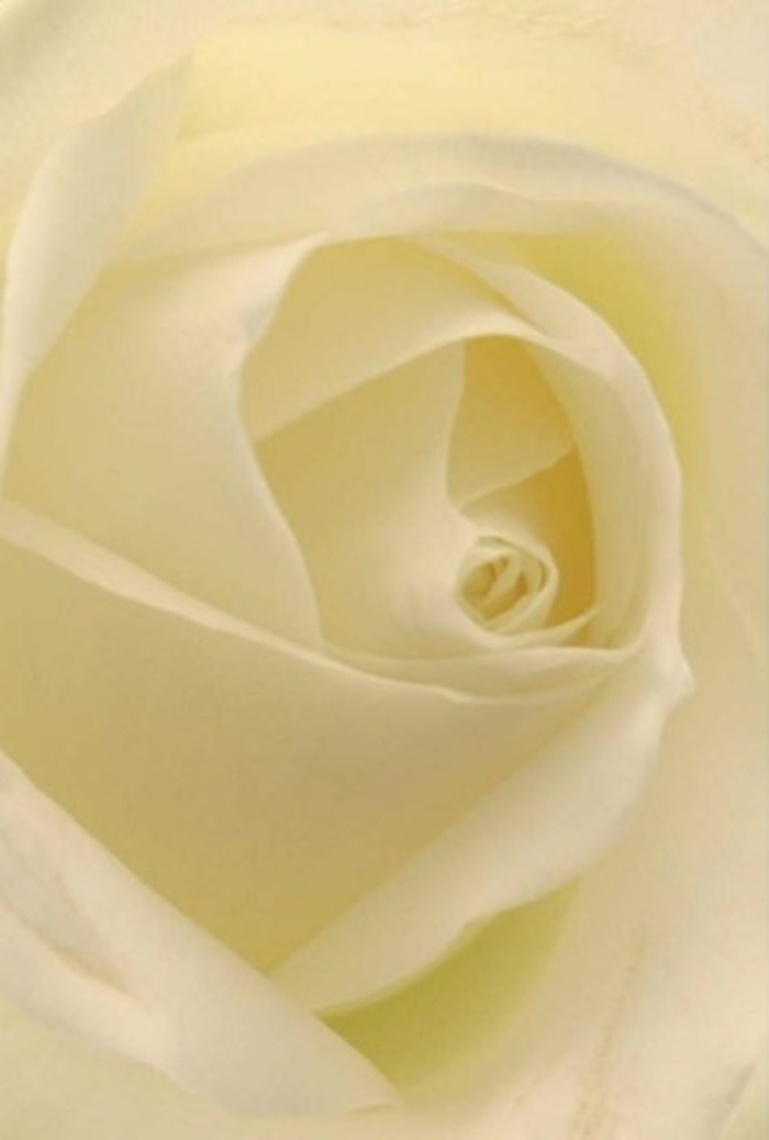 Peering into the heart of this pristine white rose, one is drawn into a study of delicate contrasts and elegant design. The petals, layered in creamy whites, are illuminated by a mellow daylight that could easily come from a north-facing window overlooking Wood Green's lively market below. Each fold is both precise and natural, a soft matte blending seamlessly with creamy undertones, creating a luminosity that suggests the bloom is glowing gently from within. There's tranquility here, echoing the calmer spots near Bounds Green where city energy gives way to gardens and quiet moments. The composition is expertly balanced, the perfect spiral at the centre evoking ideas of purity and faithfulness-traits apt for both wedding bouquets and meaningful gestures of apology or gratitude. Subtle shadows add dimension, while the flower's understated scent brings to mind quiet walks through green local parks. Crafted by skilled hands familiar with the tastes and traditions of Wood Green, this rose embodies the community's unique mix of sophistication and warmth, ensuring every arrangement resonates with personal sentiment.